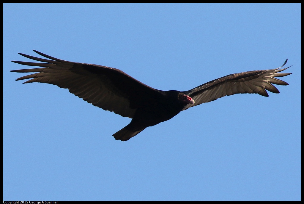 1219-160410-02.jpg - Turkey Vulture