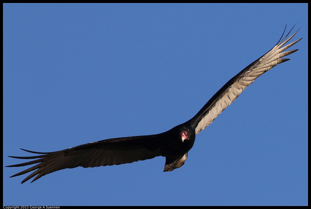 1219-160413-03.jpg - Turkey Vulture