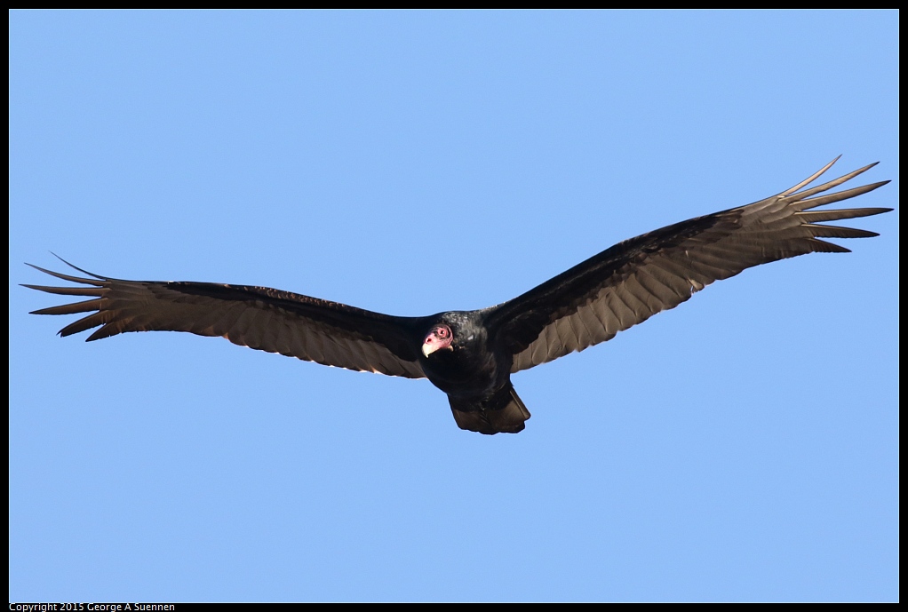 1219-160416-02.jpg - Turkey Vulture