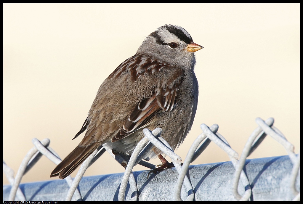 1219-160813-02.jpg - White-crowned Sparrow