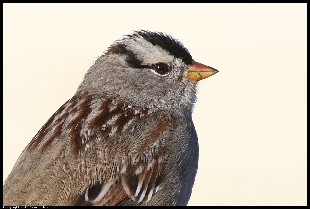 1219-160816-01.jpg - White-crowned Sparrow
