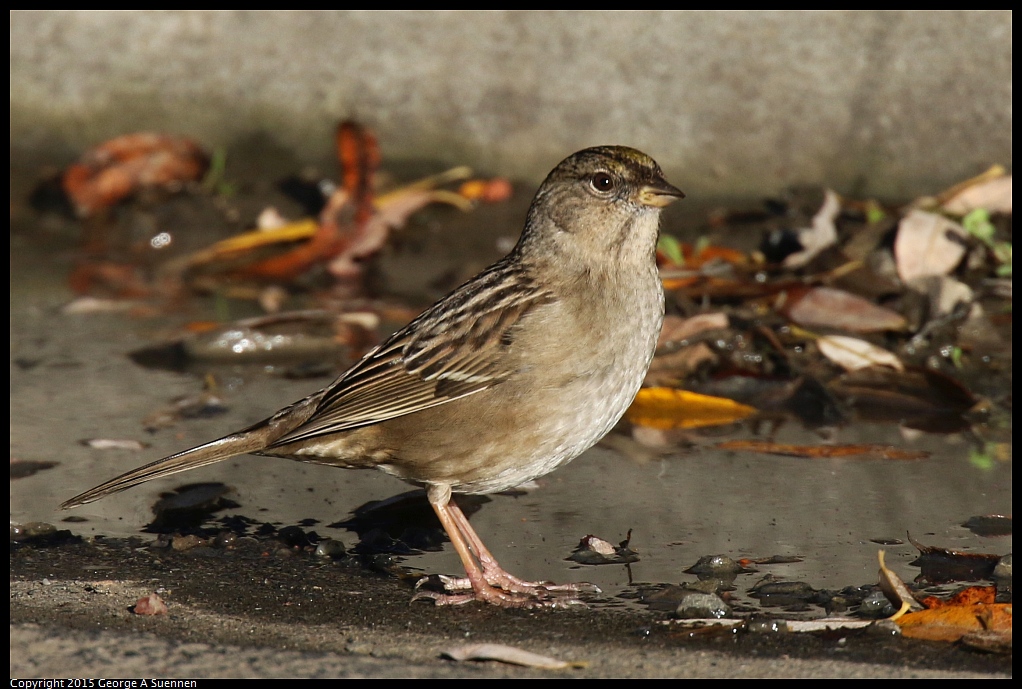 1219-161144-01.jpg - Golden-crowned Sparrow
