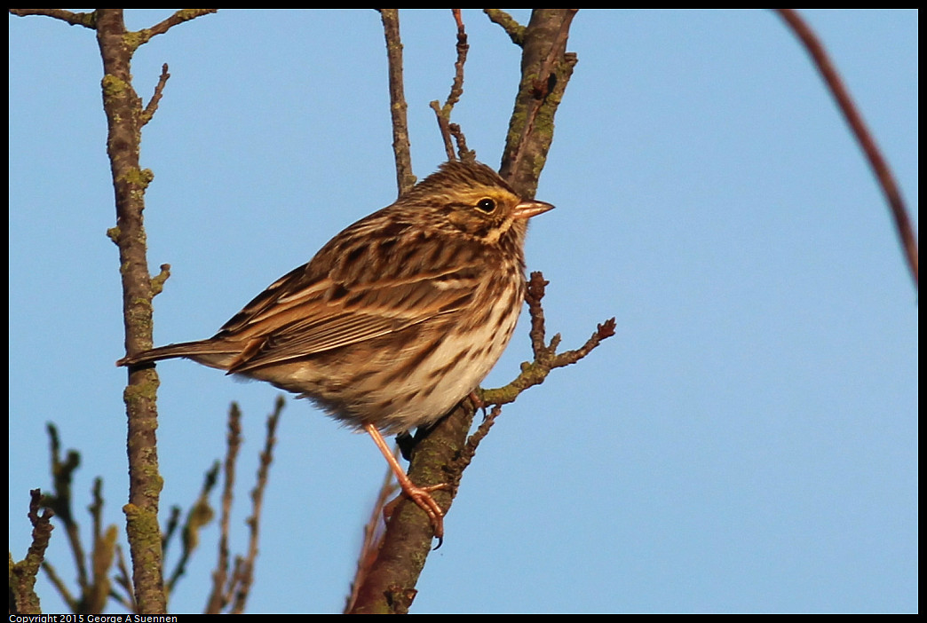 0102-082709-03_DxO.jpg - Savannah Sparrow - Woodbridge Reserve, Ca - January 2, 2015