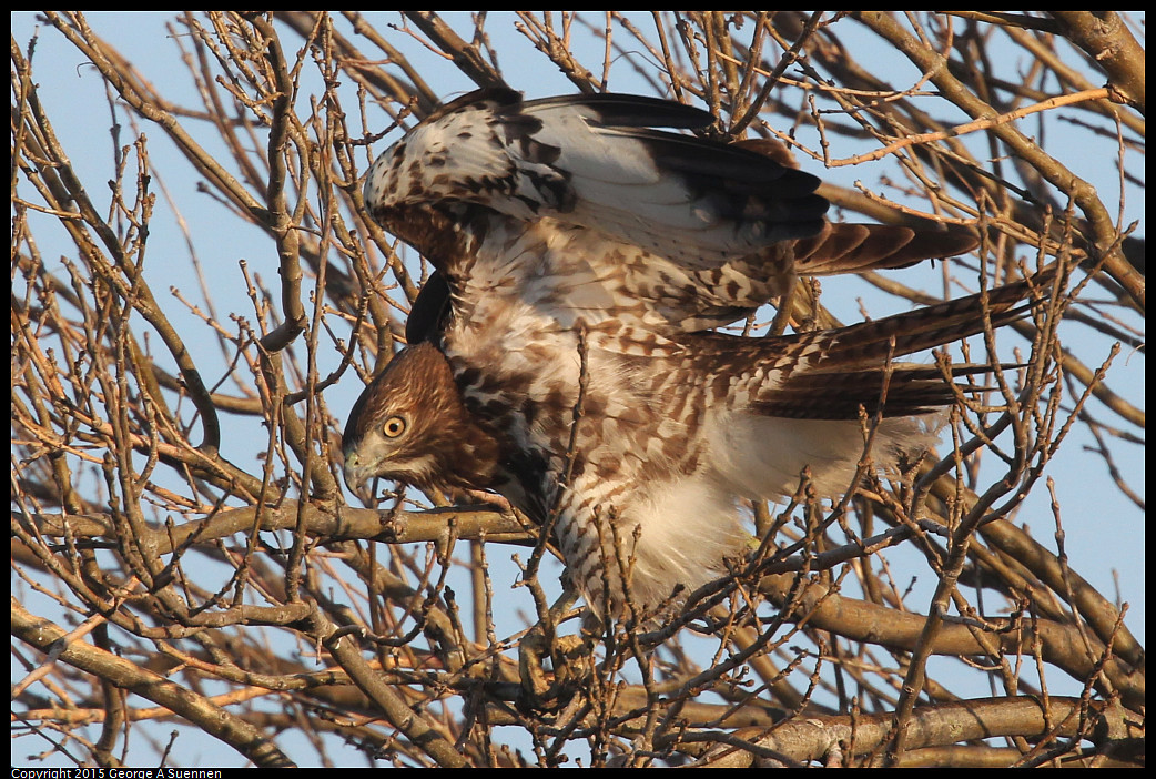 0102-083335-05_DxO.jpg - Red-tailed Hawk - Woodbridge Reserve, Ca - January 2, 2015