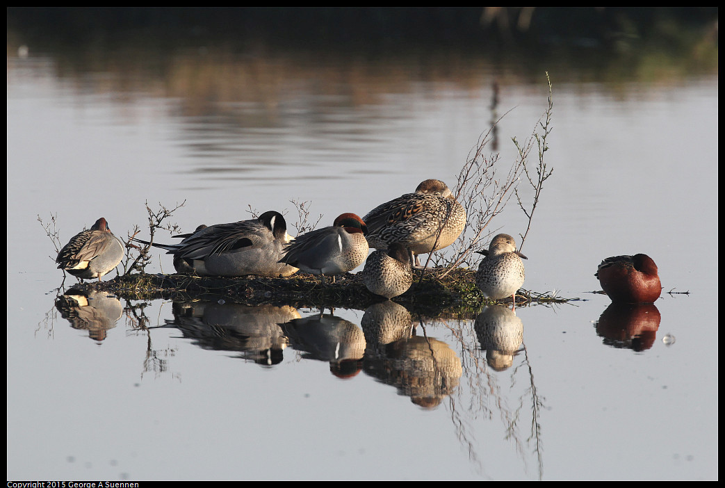 0102-093427-01_DxO.jpg - Pintail, Green-winged and Cinimmon Teal  - Consumnes River Preserve - January 2, 2015