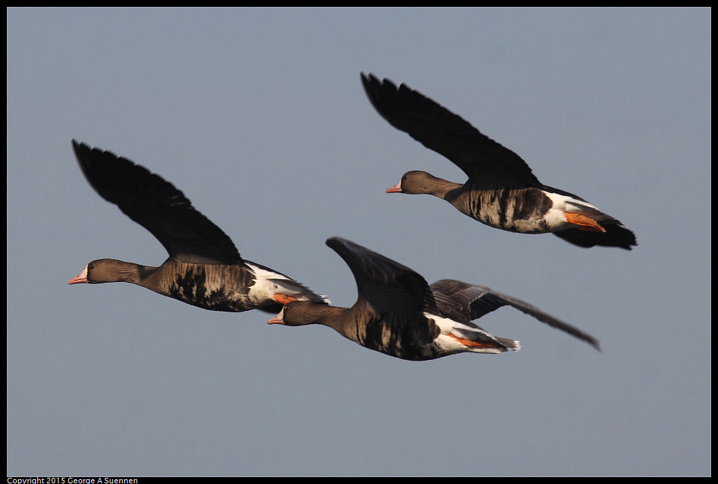 0102-094333-03_DxO.jpg - Greater White-fronted Goose - Consumnes River Preserve - January 2, 2015