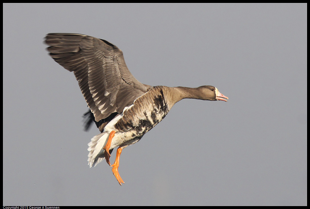0102-094345-05_DxO.jpg - Greater White-fronted Goose - Consumnes River Preserve - January 2, 2015