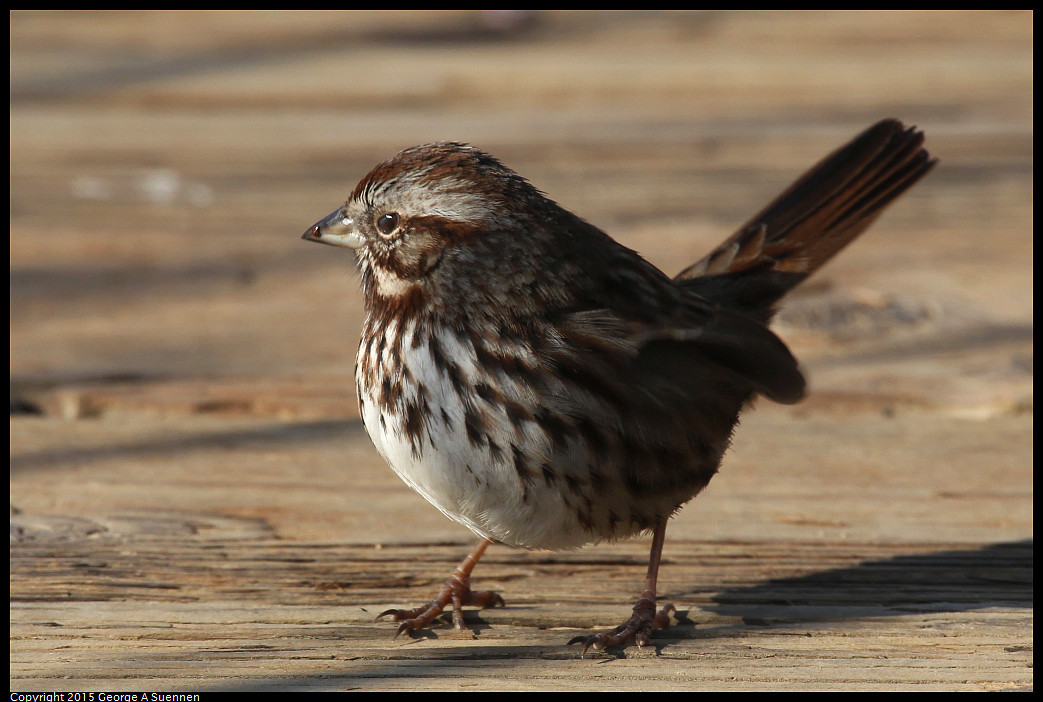 0102-101203-03_DxO.jpg - Song Sparrow - Consumnes River Preserve - January 2, 2015