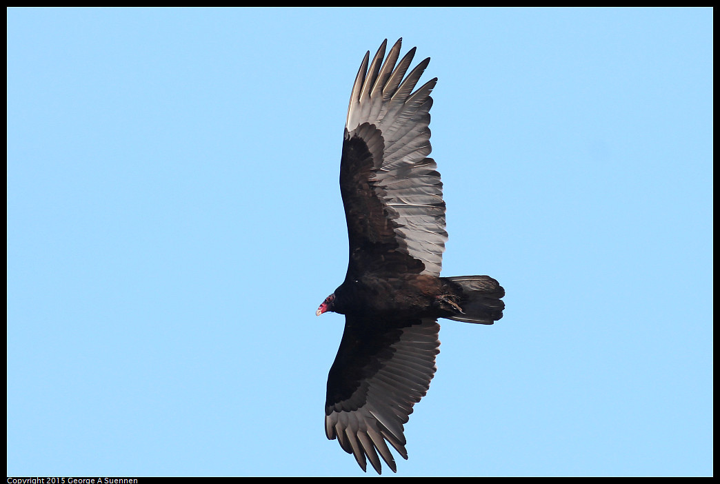 0102-112432-02_DxO.jpg - Turkey Vulture - Consumnes River Preserve - January 2, 2015