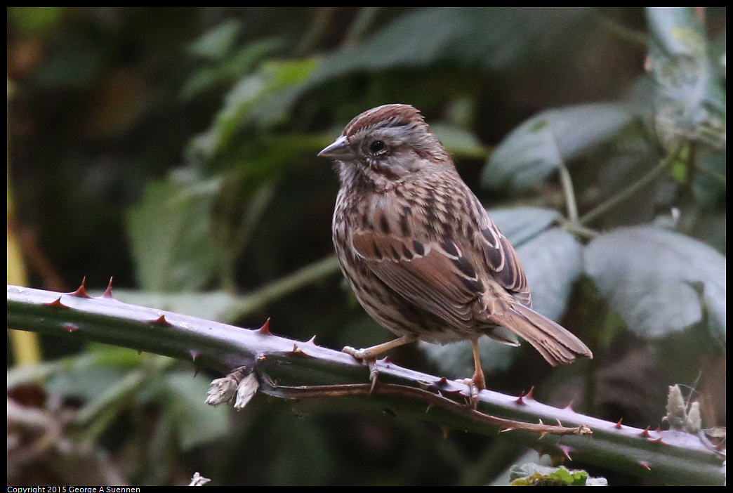 0109-101346-02.jpg - Song Sparrow - Tilden Park, Berkeley, Ca - January 9, 2015