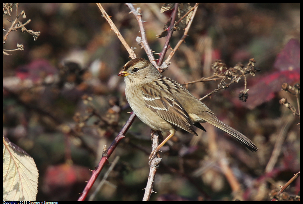 0110-111605-03.jpg - White-crowned Sparrow - Albany Mudflats, Ca - January 10, 2015