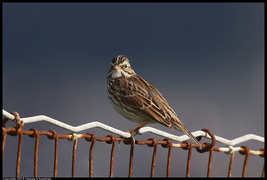 0110-120803-02.jpg - Savannah Sparrow - Albany Mudflats, Ca - January 10, 2015