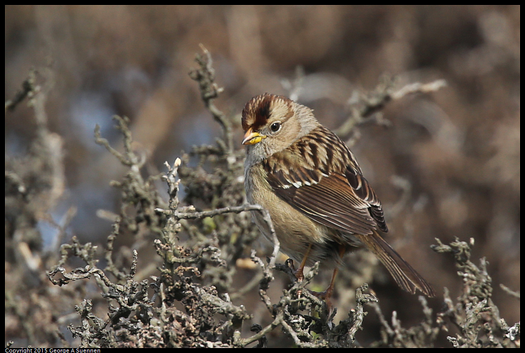 0110-121738-02.jpg - White-crowned Sparrow - Albany Mudflats, Ca - January 10, 2015