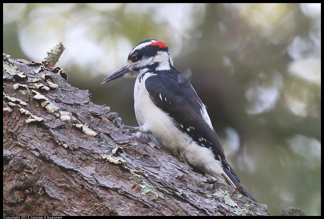 0119-124633-01.jpg - Hairy Woodpecker - Canyon Trail, El Cerrito, Ca - January 19, 2015