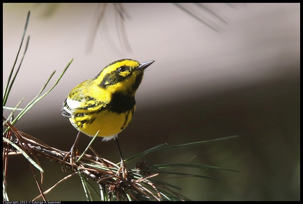 0126-132145-01.jpg - Townsend's Warbler - Canyon Trail, El Cerrito, Ca - January 19, 2015