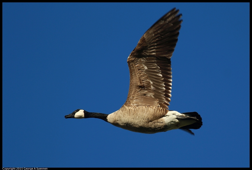 0213-085238-04.jpg - Canada Goose - Albany Mudflats, Ca - February 13, 2015