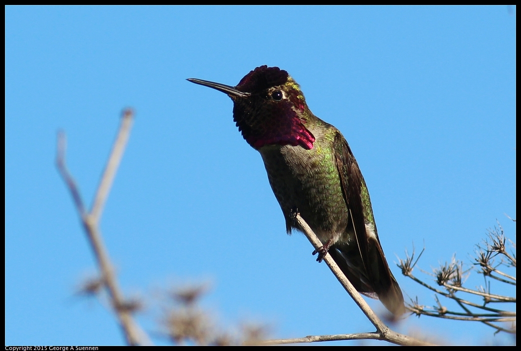 0213-091014-03.jpg - Anna's Hummingbird - Albany Mudflats, Ca - February 13, 2015