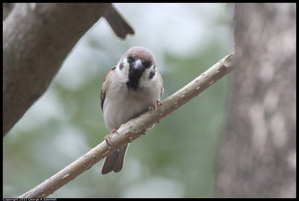 0221-124546-02.jpg - Eurasian Tree Sparrow