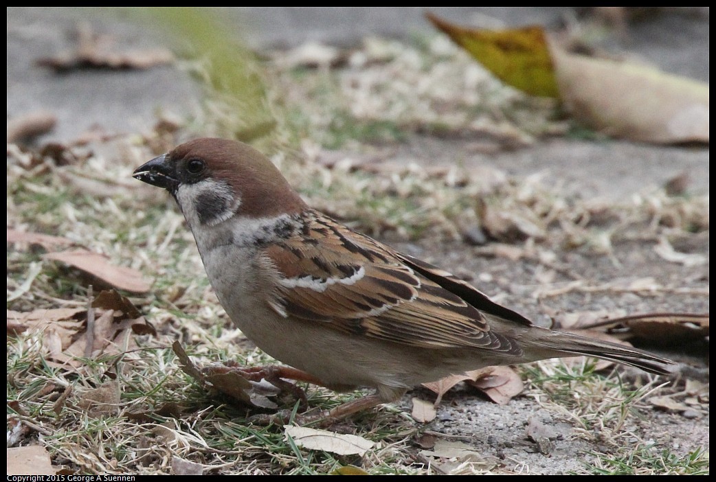 0221-143451-02.jpg - Eurasian Tree Sparrow - Lake Chengcing, Taiwan - February 21, 2015