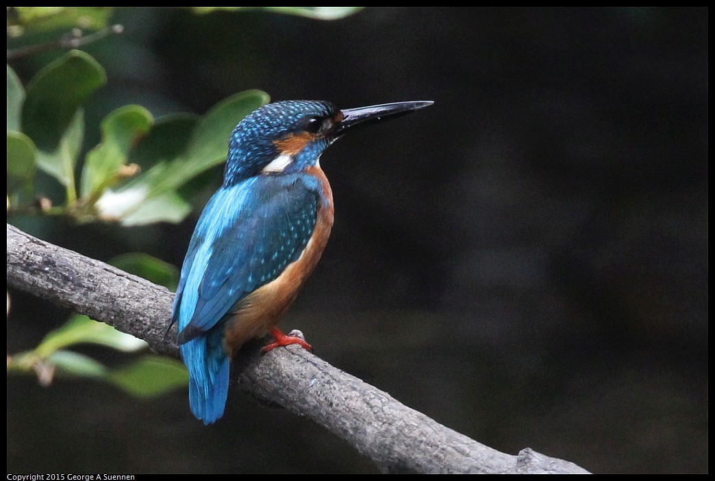 0222-125358-03.jpg - Common Kingfisher - Tainan, Taiwan - February 22, 2015