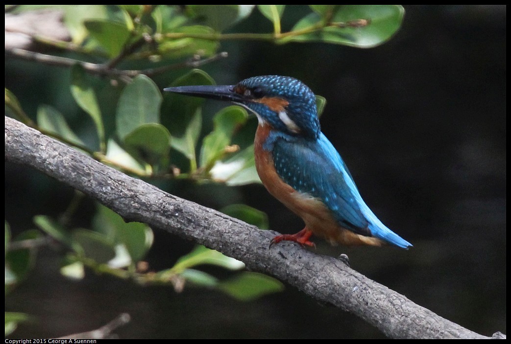 0222-125409-01.jpg - Common Kingfisher - Tainan, Taiwan - February 22, 2015