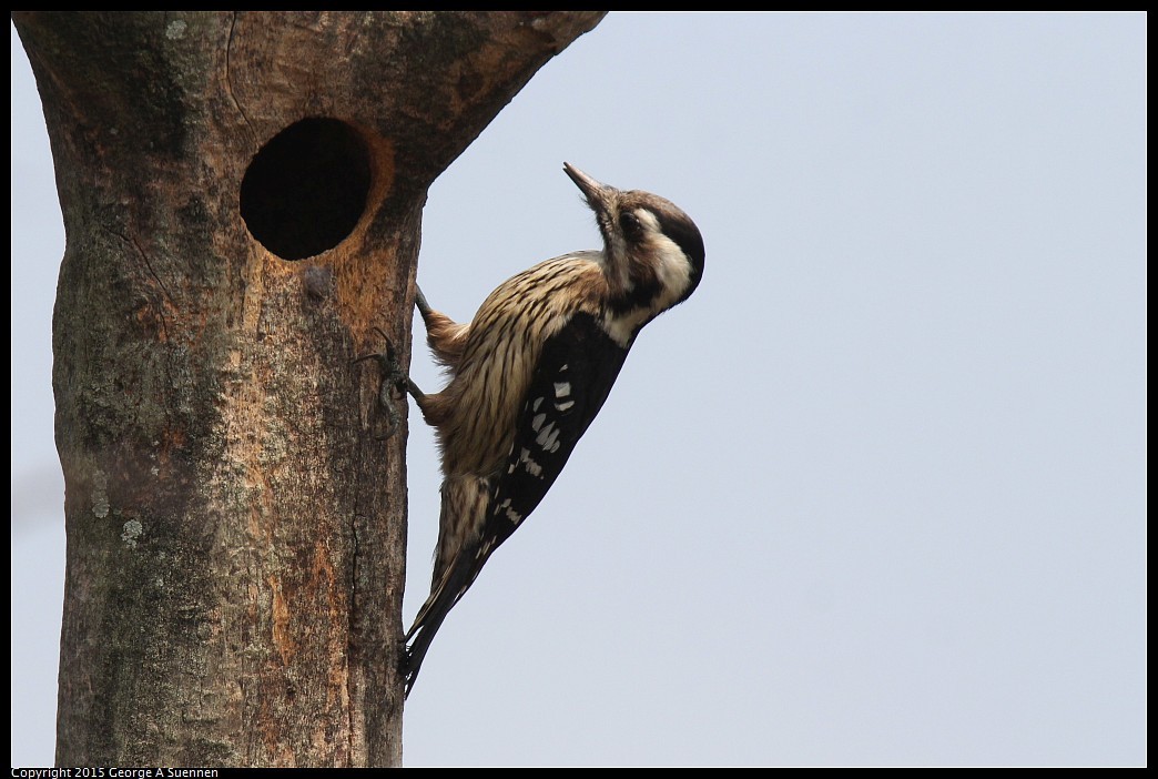 0222-125906-02.jpg - Grey-capped Pygmy Woodpecker - Tainan, Taiwan - February 22, 2015