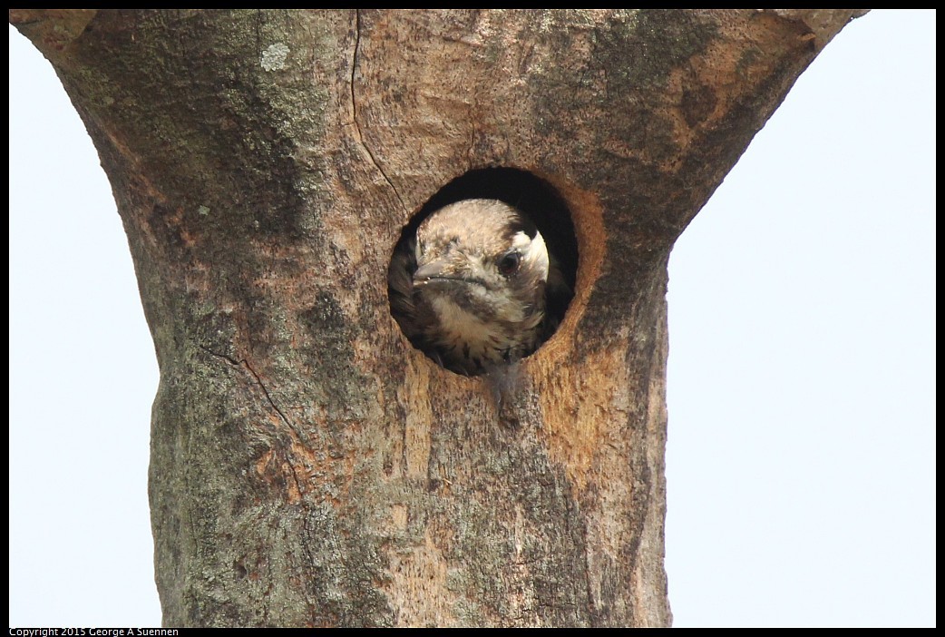 0222-125930-01.jpg - Grey-capped Pygmy Woodpecker - Tainan, Taiwan - February 22, 2015