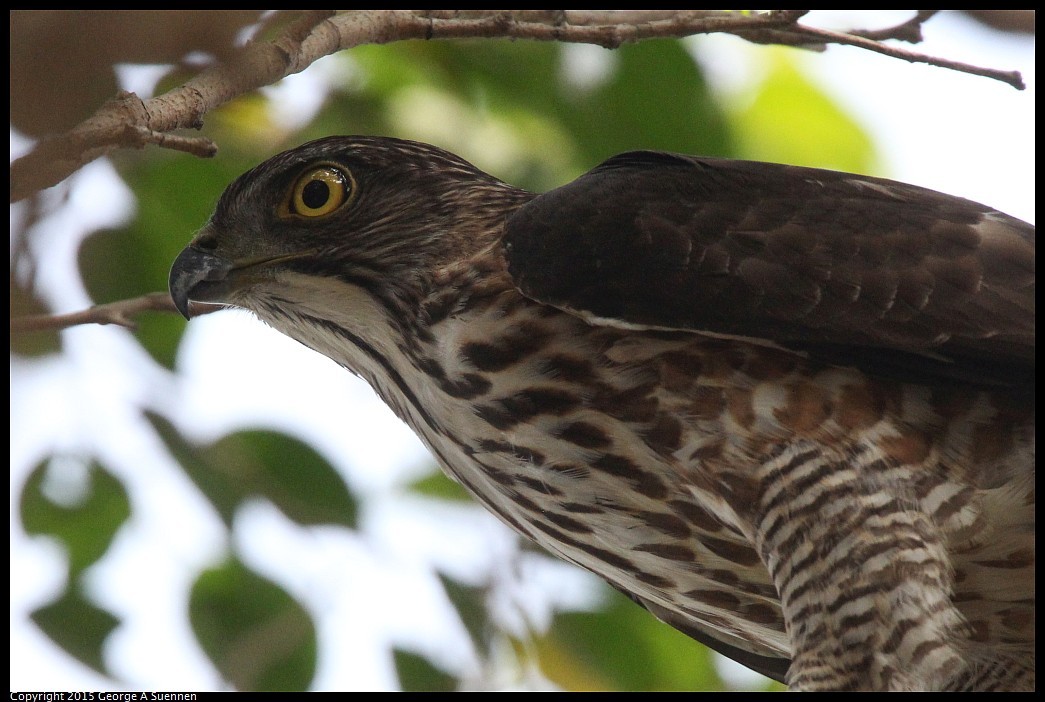 0222-130949-01.jpg - Japanese Sparrowhawk - Tainan, Taiwan - February 22, 2015