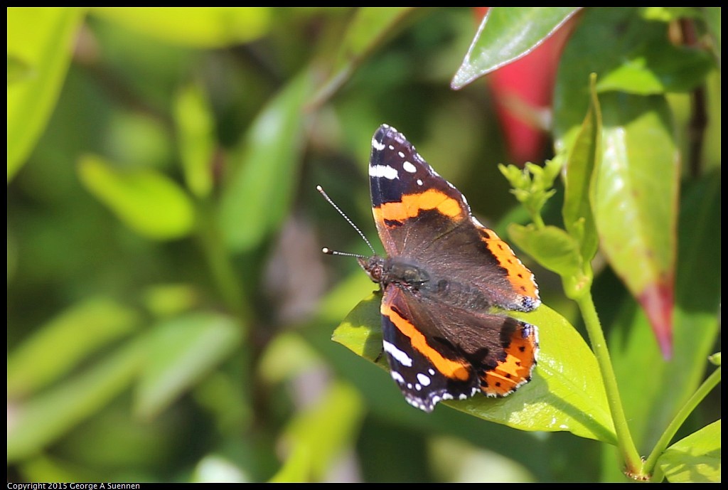 0319-123157-04.jpg - Butterfly - Berkeley, Ca - March, 19, 2015