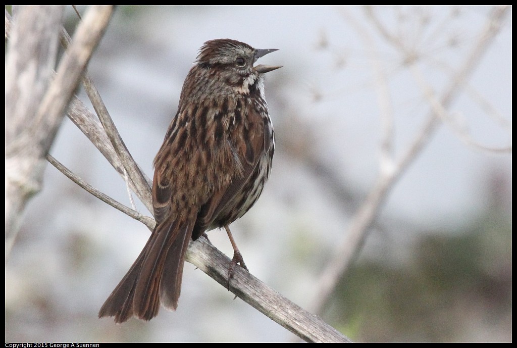 0321-175530-02.jpg - Song Sparrow - Eastshore Park, Albany, Ca - March 21, 2015