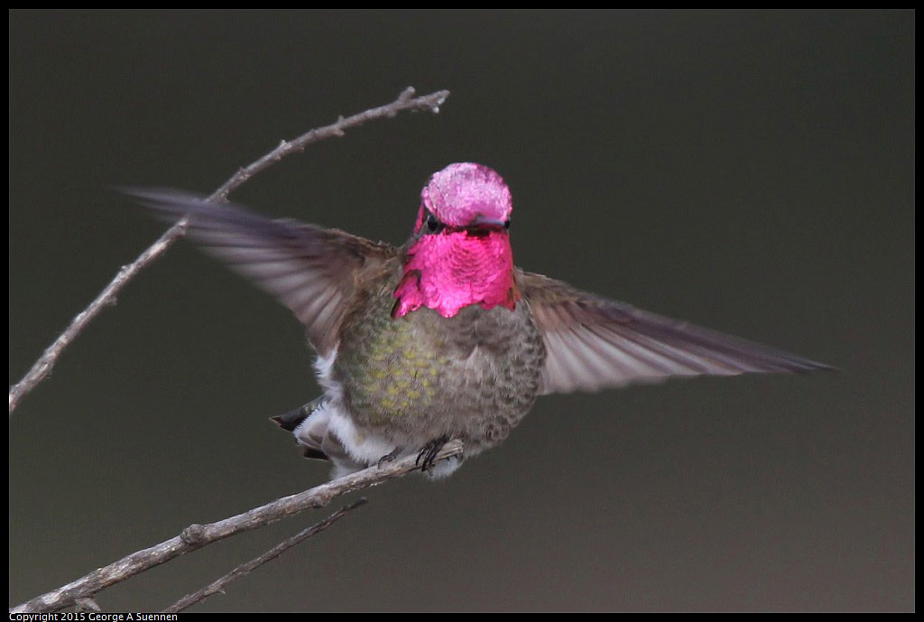 0321-180707-05.jpg - Anna's Hummingbird - Eastshore Park, Albany, Ca - March 21, 2015