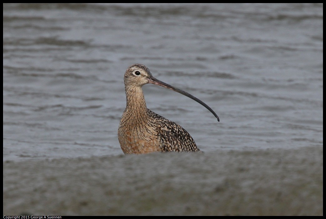 0404-165235-02.jpg - Long-billed Curlew - Eastshore Park, Albany, Ca - March 4, 2015