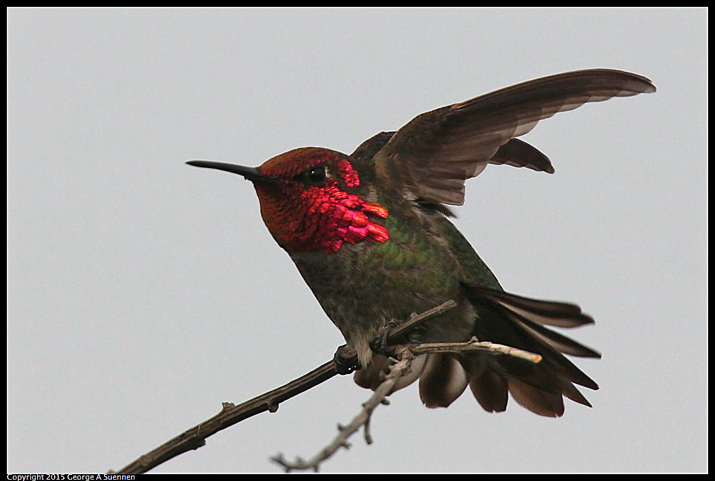0404-170403-02.jpg - Anna's Hummingbird - Eastshore Park, Albany, Ca - March 4, 2015