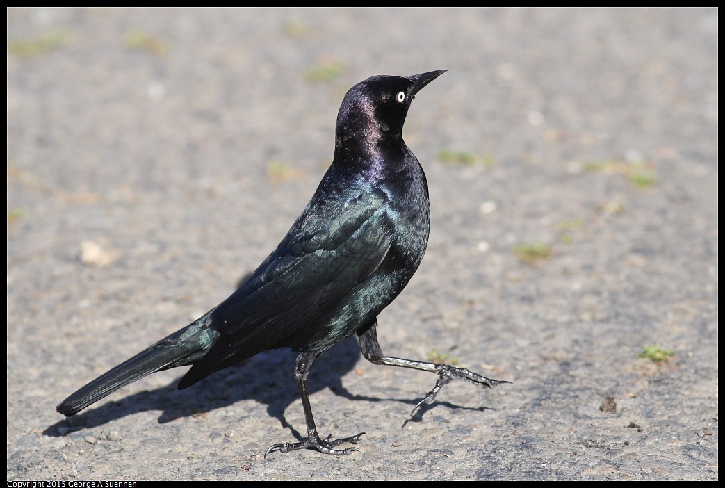 0405-172917-02.jpg - Brewer's Blackbird - Cesar Chavez Park, Berkeley, Ca - March 5, 2015
