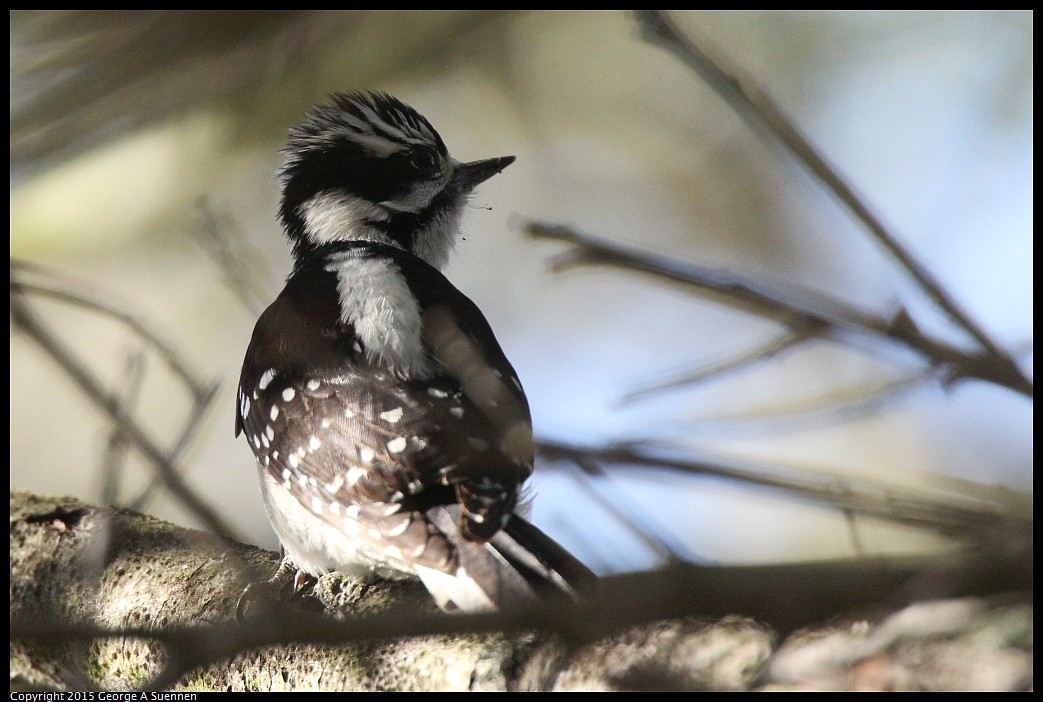 0412-171757-06.jpg - Downy Woodpecker - Canyon Trail Park, El Cerrito, Ca - April 12, 2015