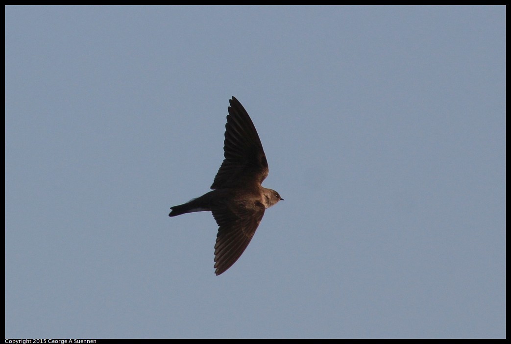 0414-182721-01.jpg - Northern Rough-winged Swallow - Eastshore Park, Richmond, Ca - April 14, 2015