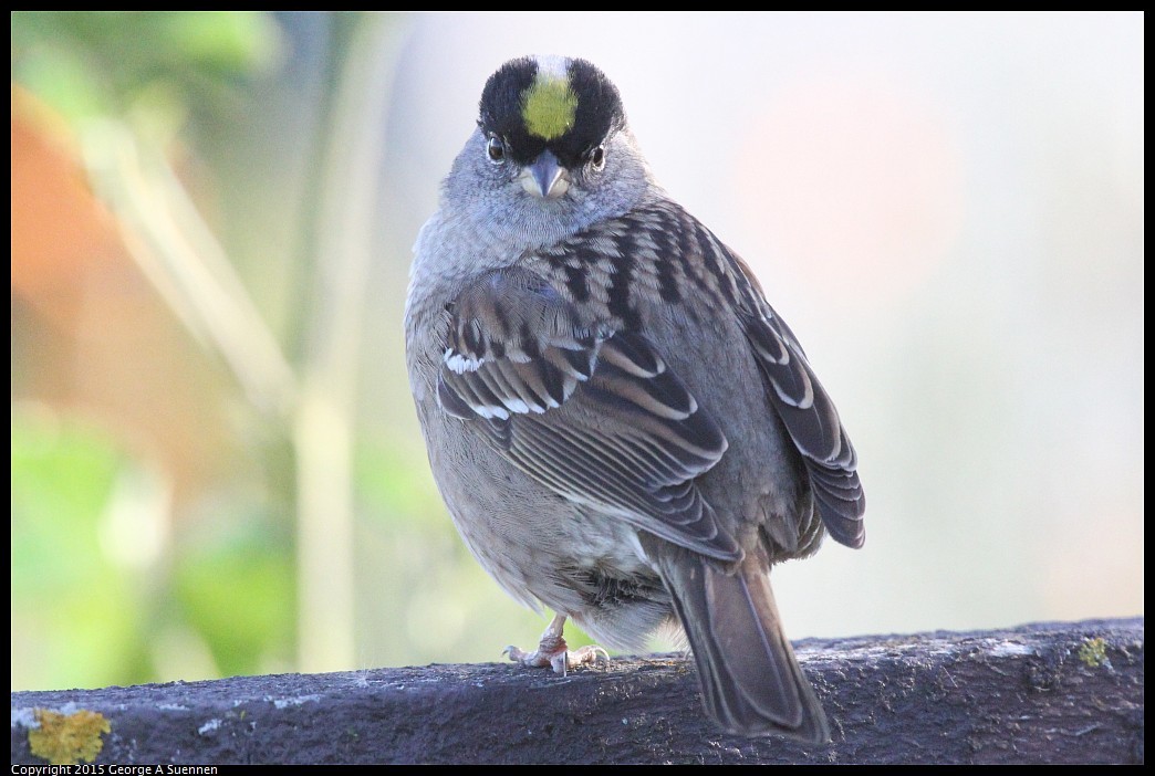 0414-182904-05.jpg - Golden-crowned Sparrow - Eastshore Park, Richmond, Ca - April 14, 2015