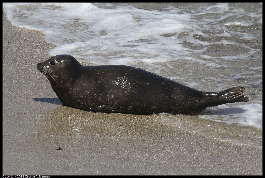 0417-113133-02.jpg - Seal - La Jolla Beach, Ca - April 17, 2015