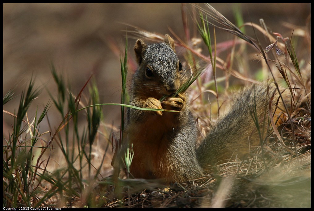 0514-114221-02.jpg - Squirrel - Canyon Trail Park, El Cerrito, Ca - May 14, 2015