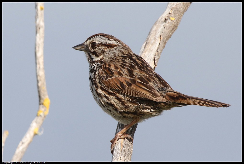 0515-095344-06.jpg - Song Sparrow - Las Gallinas Valley, Ca - May 15, 2015