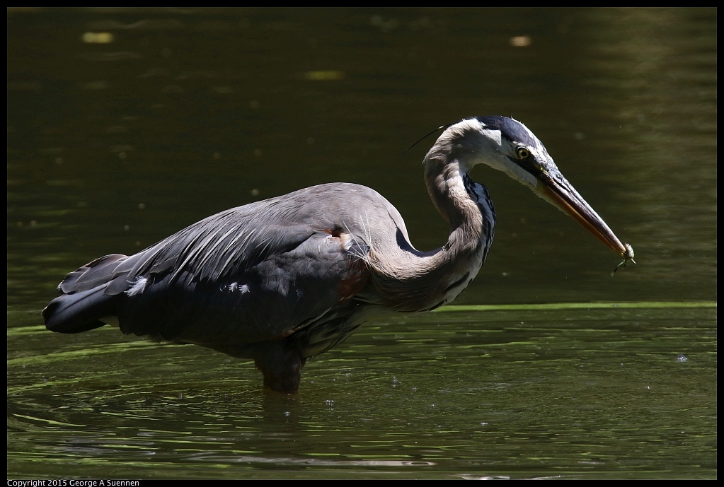 0630-113713-05.jpg - Great Blue Heron - Jewel Lake, Berkeley, Ca - June 30, 2015