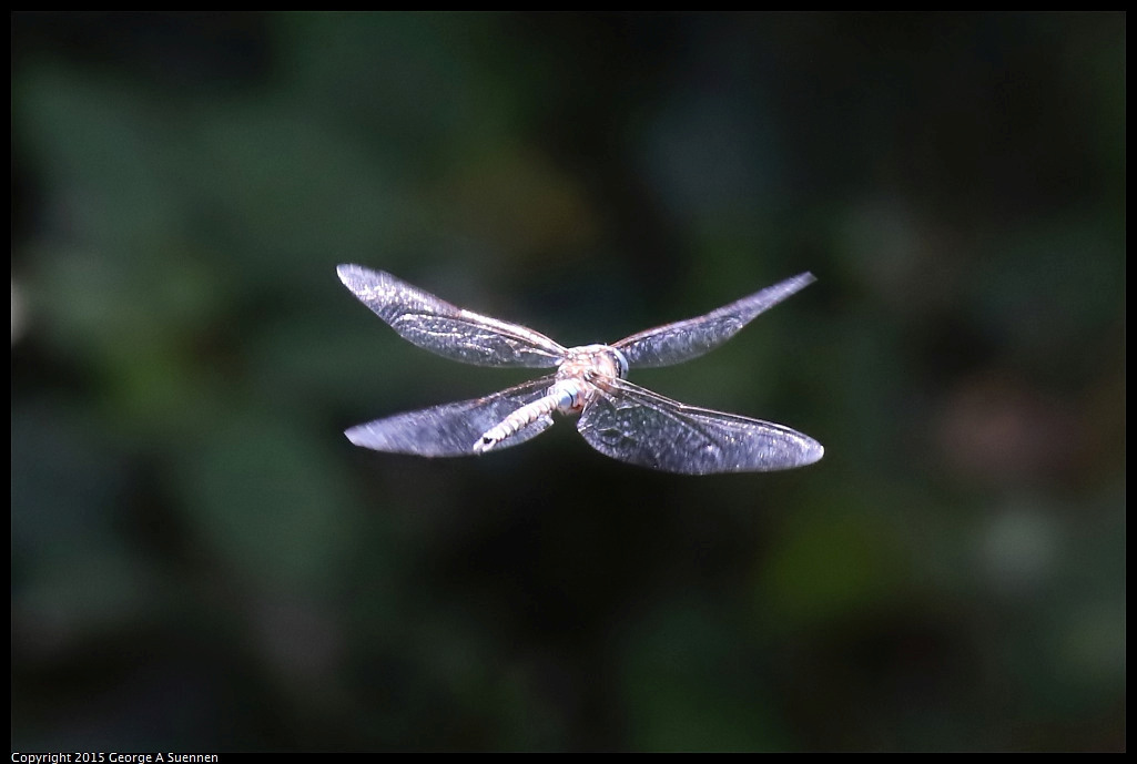 0630-115936-01.jpg - Dragonfly - Jewel Lake, Berkeley, Ca - June 30, 2015