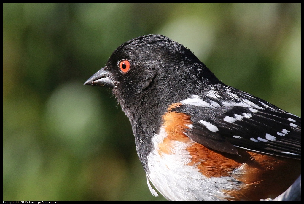 0707-181527-02.jpg - Spotted Towhee, Canyon Trail Park, El Cerrito, Ca - July 5, 2015
