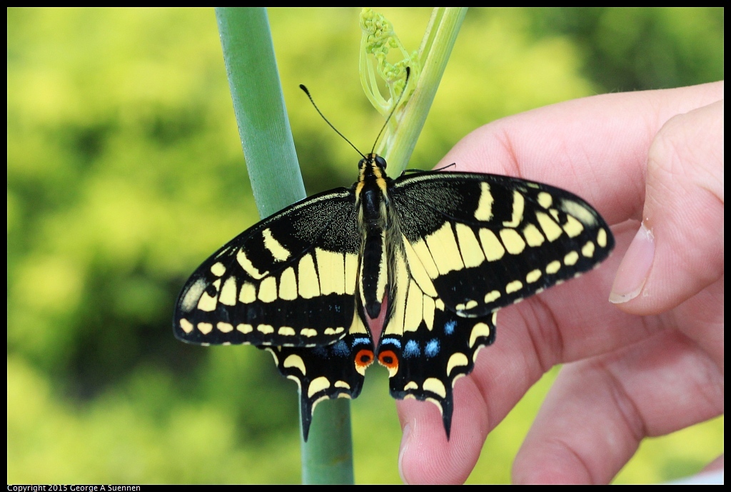 0801-065429-02.jpg - Swallowtail Buttefly - El Cerrito, Ca - August 1, 2015