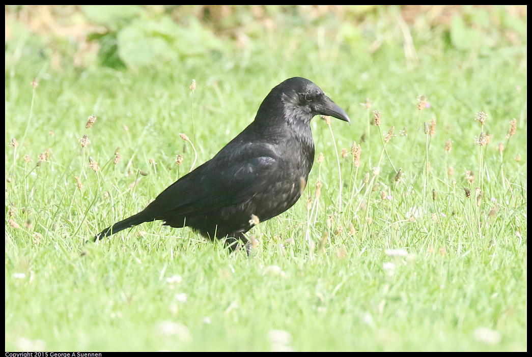0810-102107-04.jpg - Carrion Crow - Oxford, UK - August 10, 2015