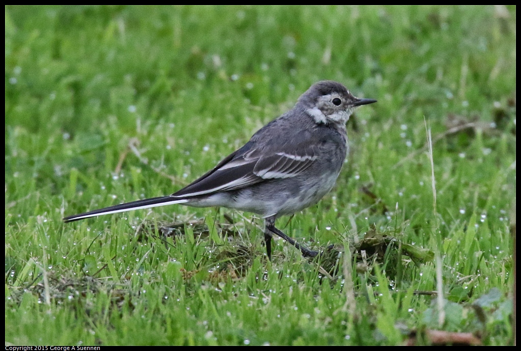 0815-010639-04.jpg - Pied Wagtail - Galway, Ireland, August 15, 2015