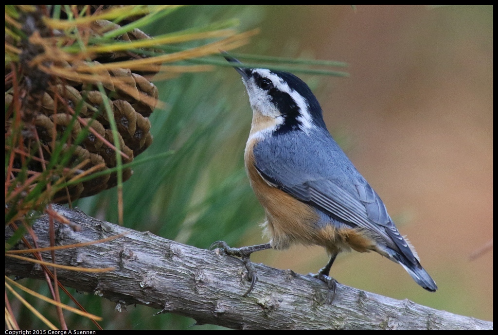 0911-093713-03.jpg - Red-breasted Nuthatch - El Cerrito, Ca - September 11, 2015