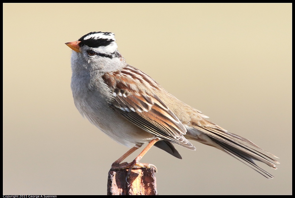 1121-105758-01.jpg - White-crowned Sparrow - Eastshore Park, Richmond, Ca - November 21, 2015