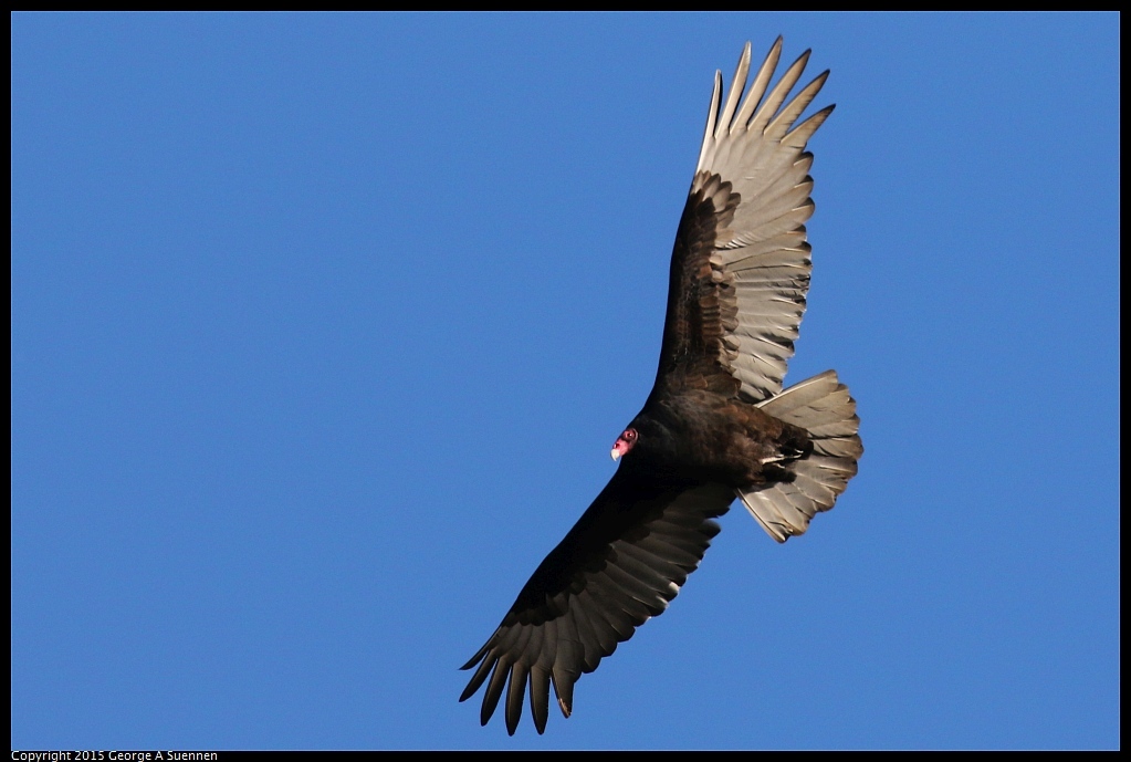 1128-152921-01.jpg - Turkey Vulture - Eastshore Park, Albany, Ca - November 28, 2015