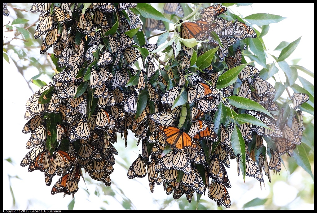 1201-131647-01.jpg - Monarch Butterfly - Aquatic Park, Berkeley, Ca - December 1, 2015